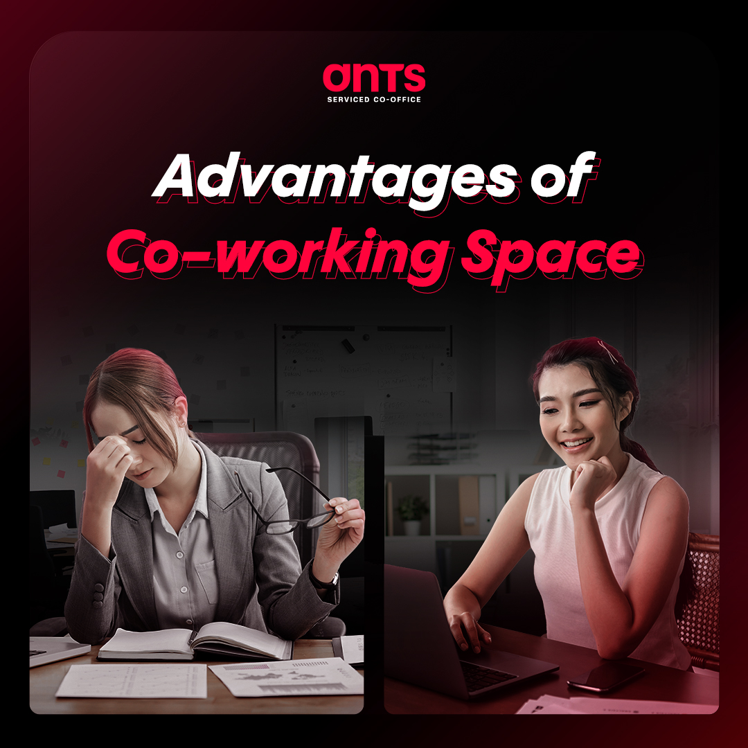 Ants Social Presence 5